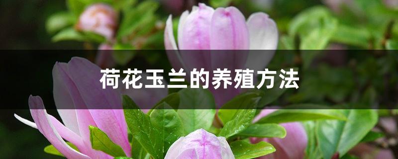 Cultivation methods and precautions for lotus magnolia