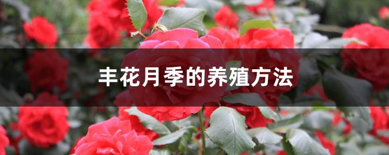 Fenghua rose cultivation methods and precautions