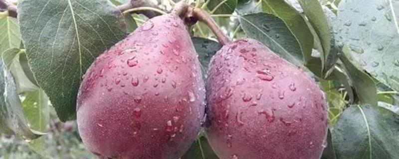 Red pear cultivation methods and precautions