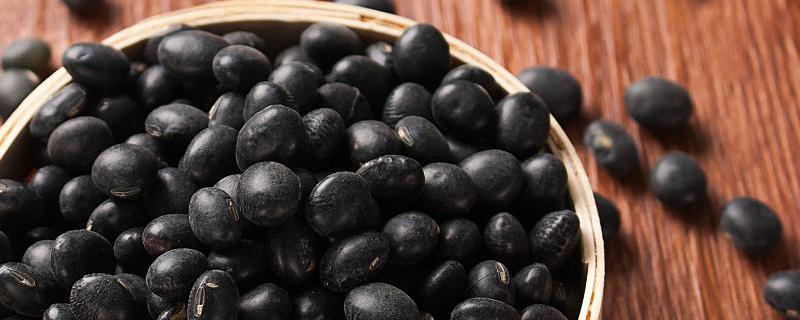 Black bean farming methods and precautions