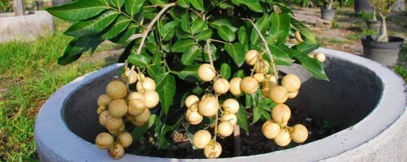 Cultivation methods and precautions of longan