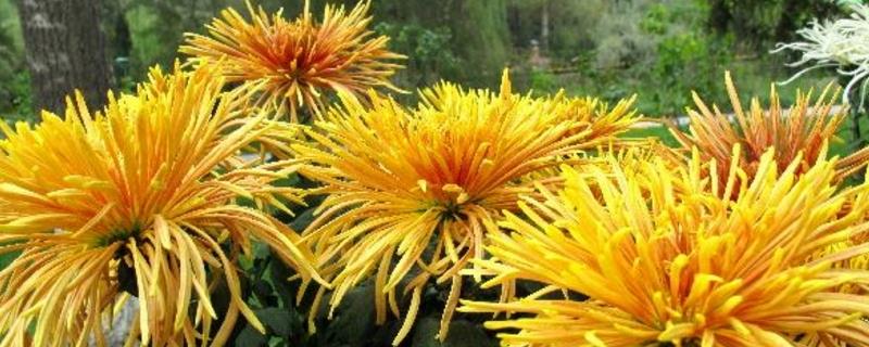 Cultivation methods and precautions of Dali chrysanthemum