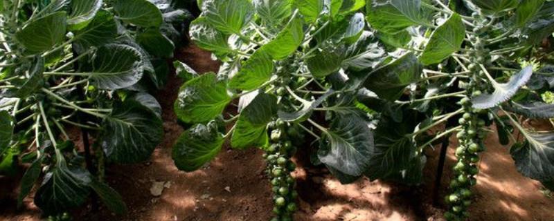 Cultivation methods and precautions for Brussels sprouts