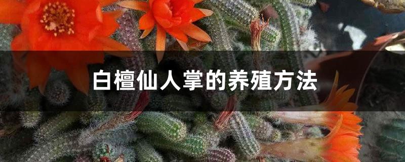 White Sandalwood Cactus Cultivation Methods and Precautions