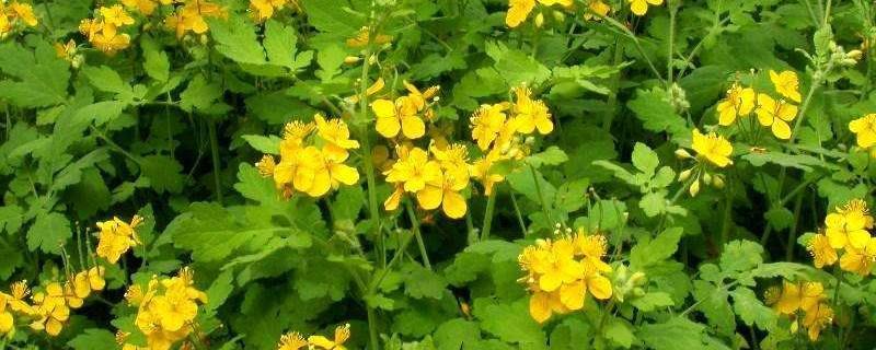 Cultivation methods and precautions for celandine