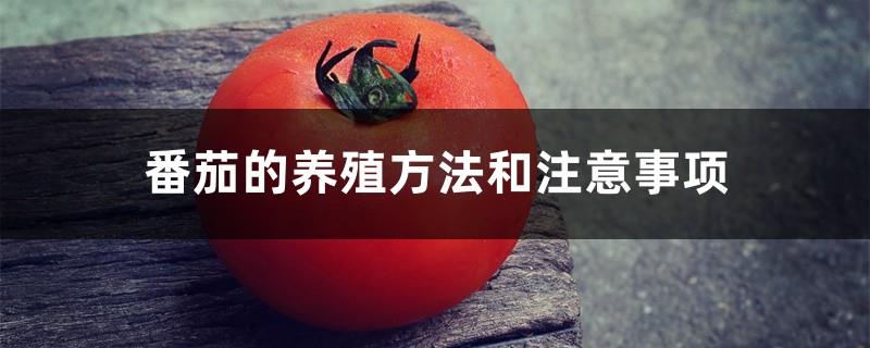Tomato farming methods and precautions