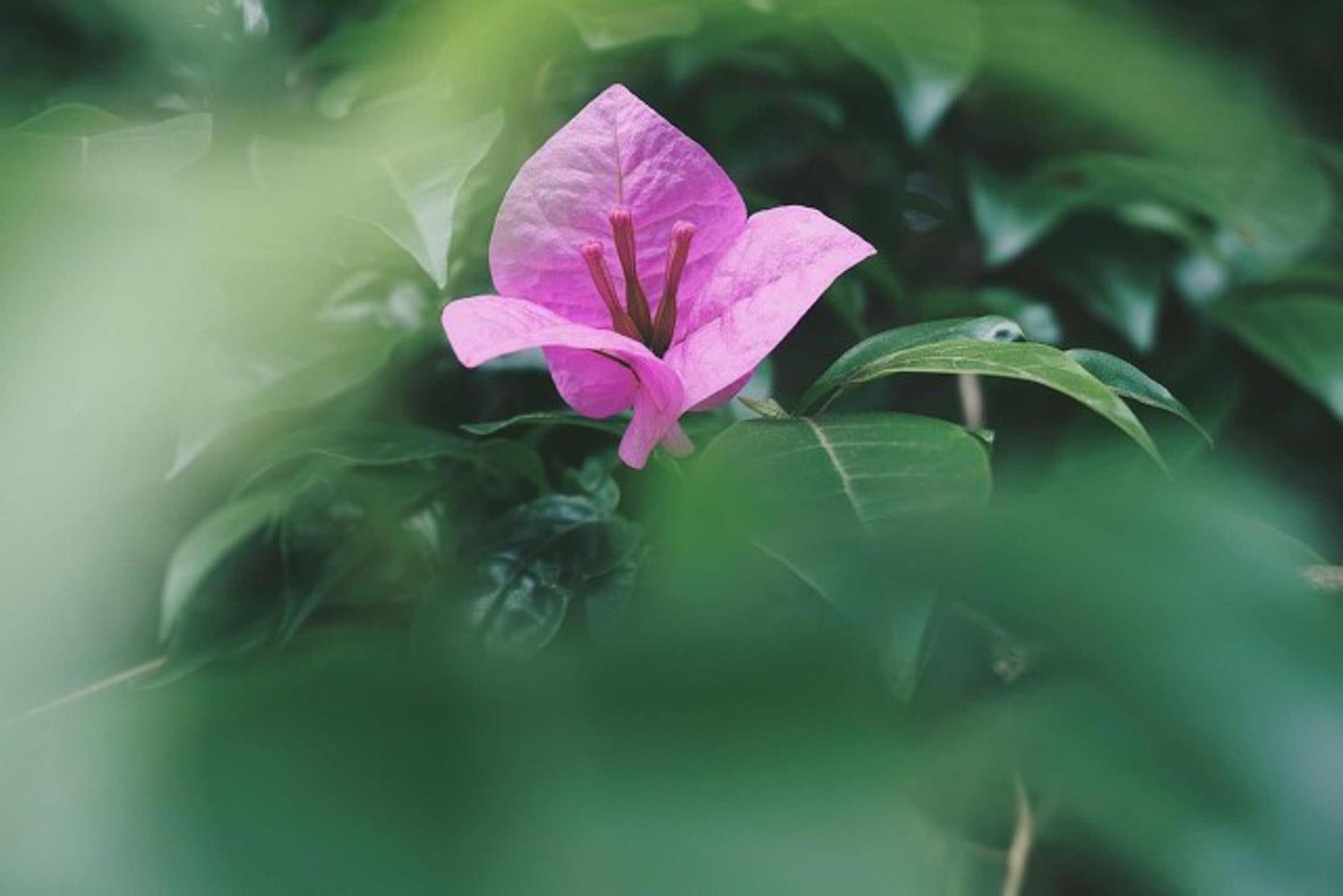 Bougainvillea