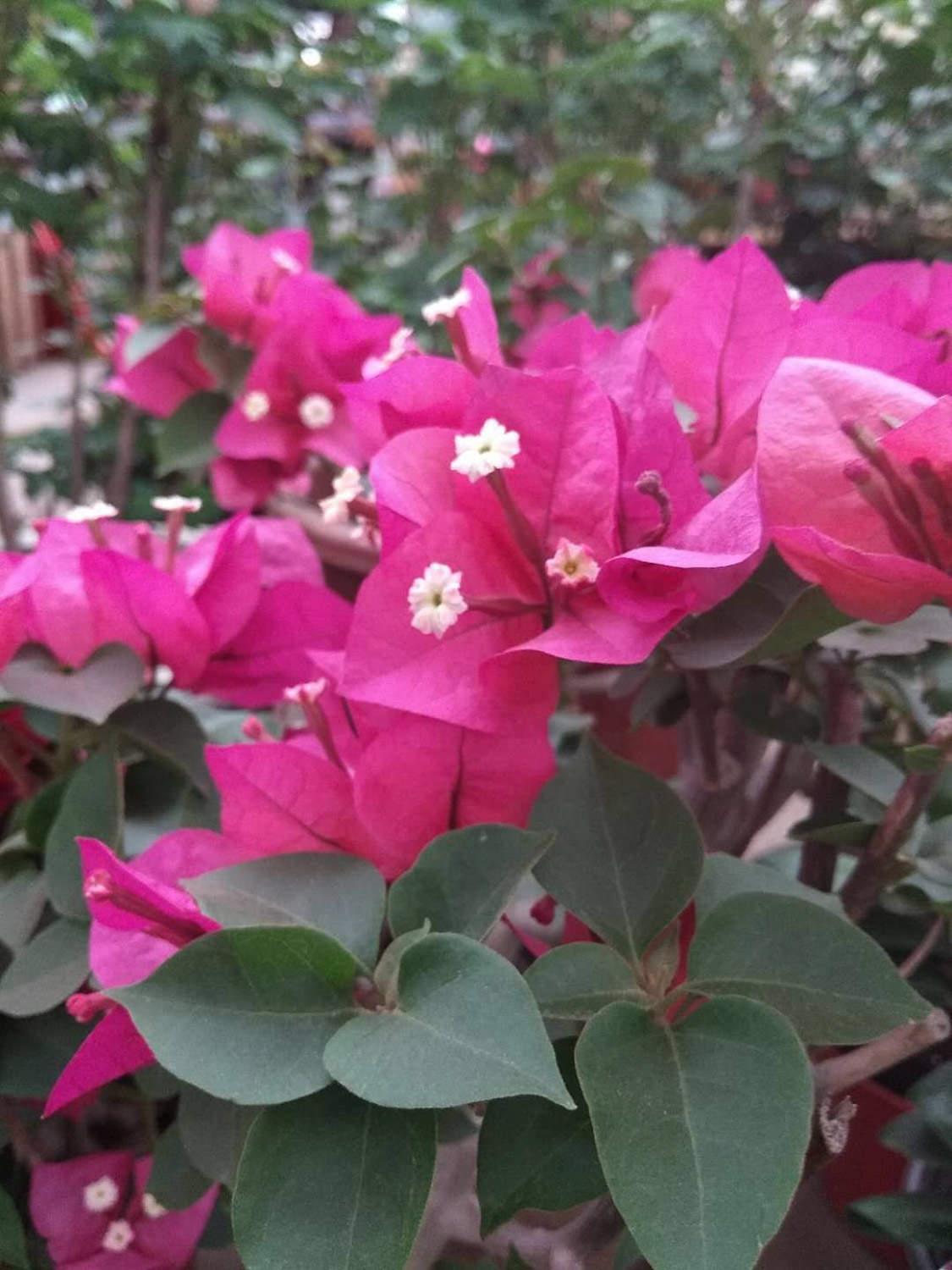 Bougainvillea