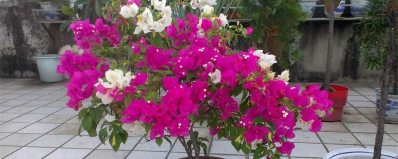 Can bougainvillea be grown indoors