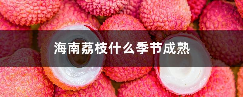 When are Hainan lychees ripe?