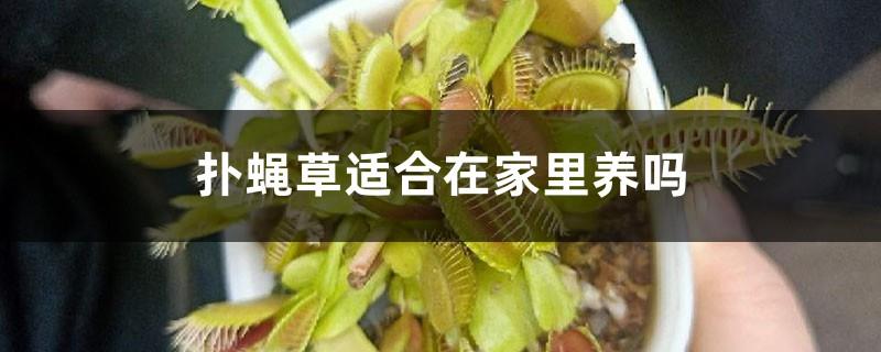 Is it suitable to raise Venus flytrap at home?