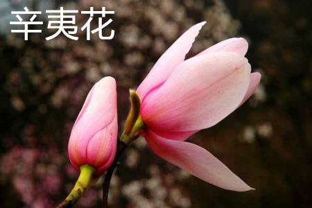 Xinyi flower