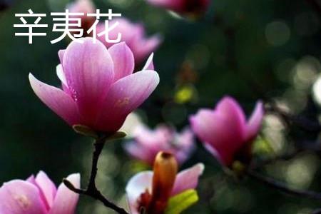 Xinyi Flower