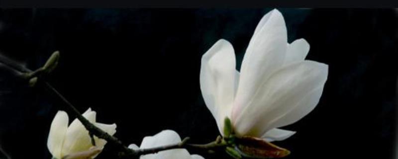 The difference between magnolia flowers and magnolia flowers