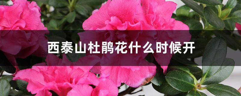 When will the rhododendrons bloom in West Taishan