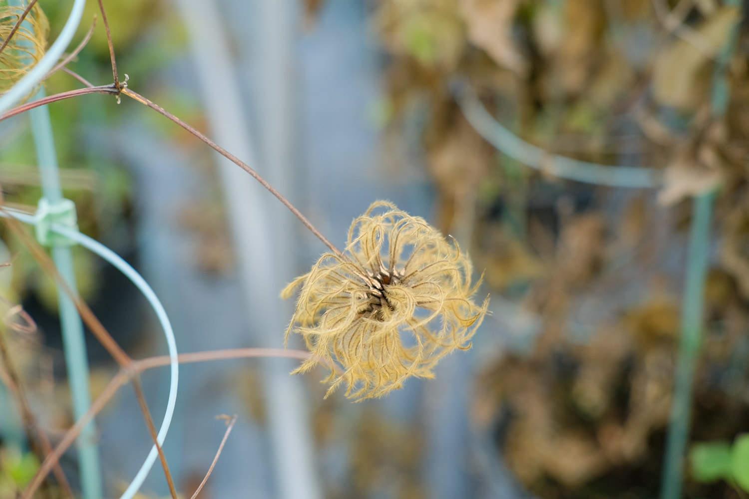 clematis