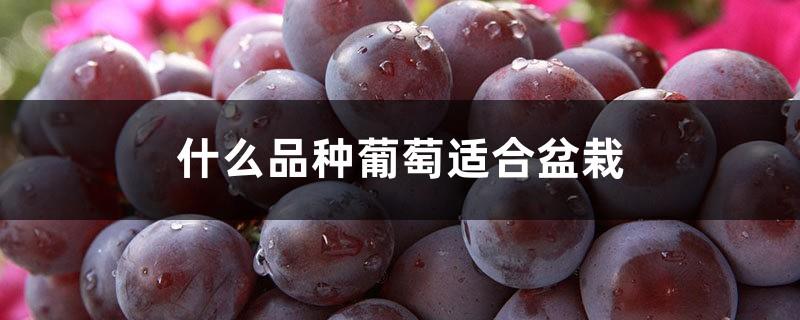 What varieties of grapes are suitable for potted plants