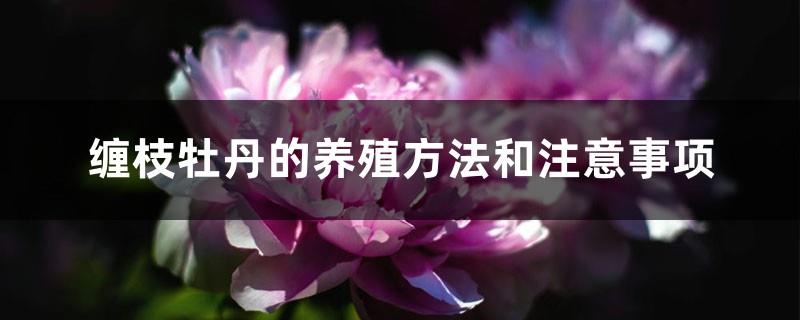 Peony cultivation methods and precautions