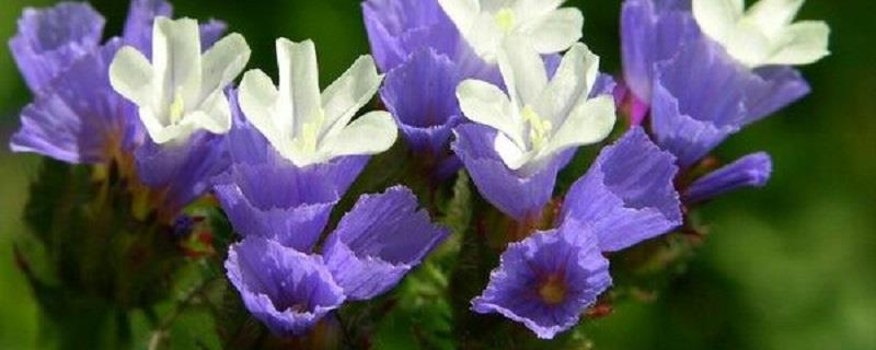 Lemonium lancea cultivation methods and precautions