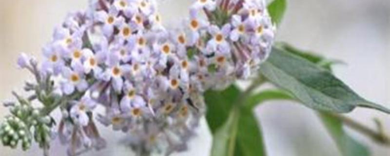 Cultivation Methods of Buddleia Flowers