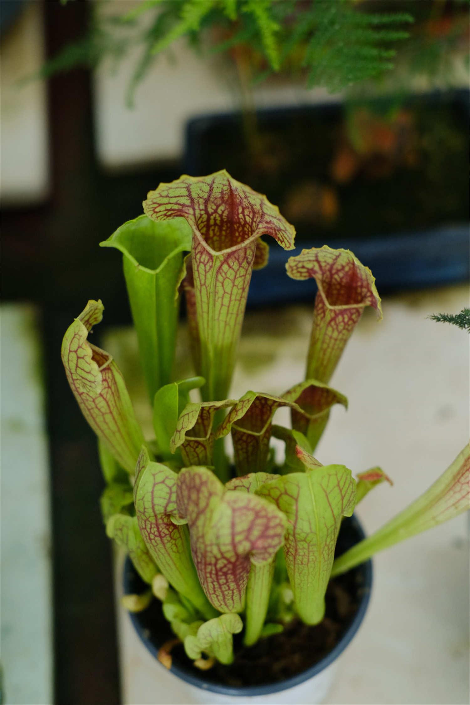 Sarracenia