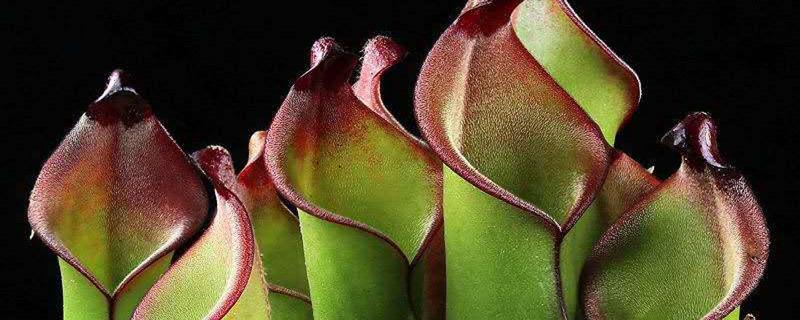 The cultivation method and precautions of Sarracenia