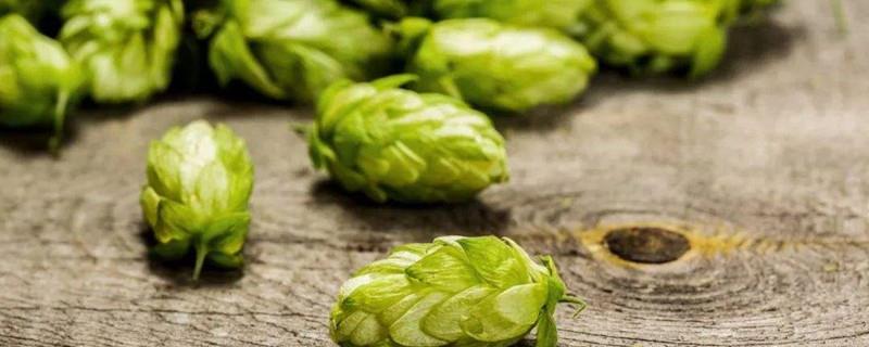 How to breed hops