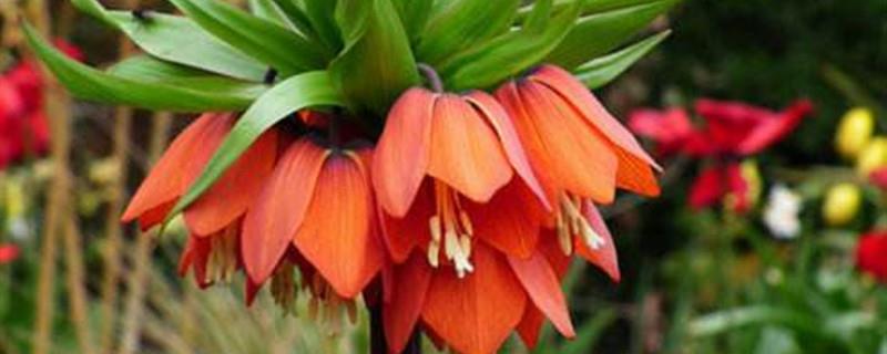 How to raise Fritillaria