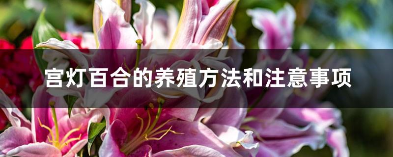Gong Lantern Lily Breeding Methods and Precautions