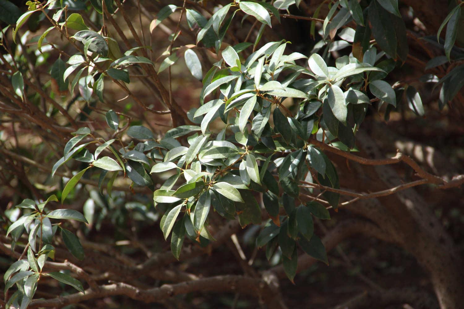 Osmanthus