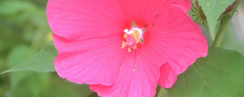 How to grow hibiscus sunflower well