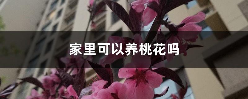 Can I grow peach blossoms at home?