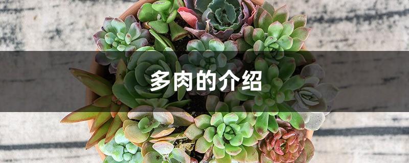 Introduction to Succulent