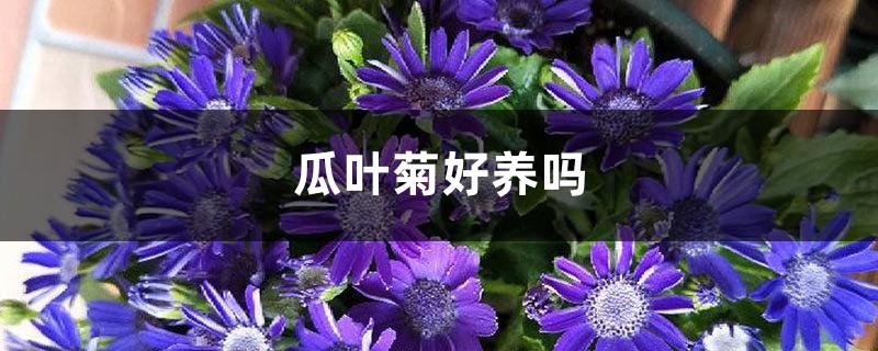 Is Cineraria easy to care for and how to care for it?