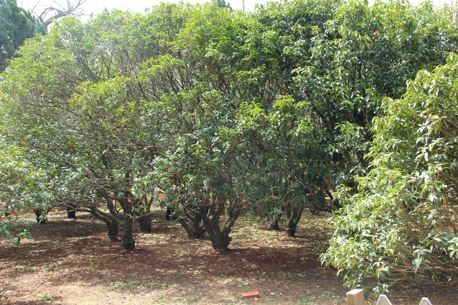 Osmanthus