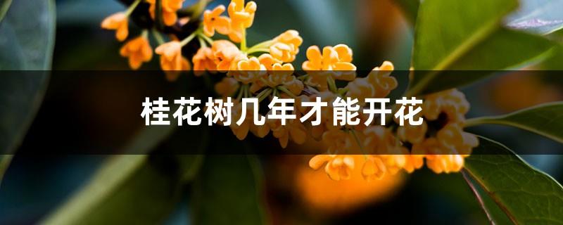 How many years does it take for the osmanthus tree to bloom? What is the reason why it does not bloom?