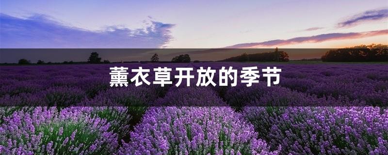 Lavender blooming season