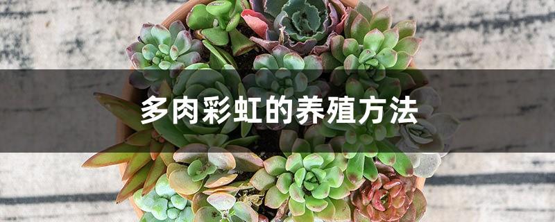 How to breed succulent rainbows