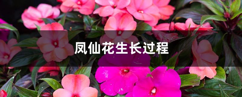 The growth process of impatiens