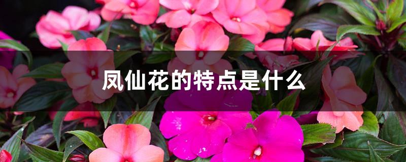 What are the characteristics of Impatiens