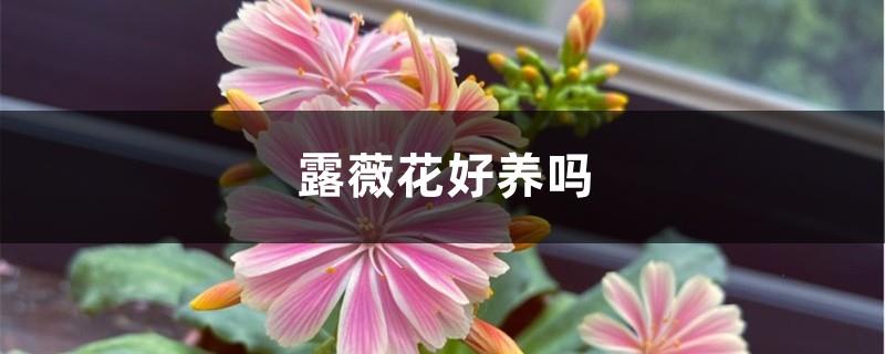 Are Luwei flowers easy to grow?