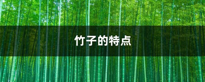 Characteristics of Bamboo