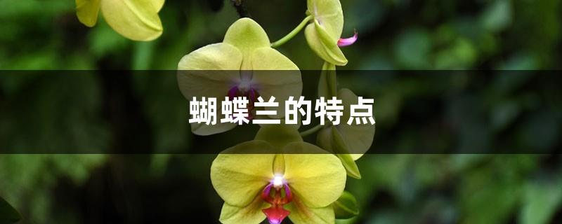 Characteristics of Phalaenopsis