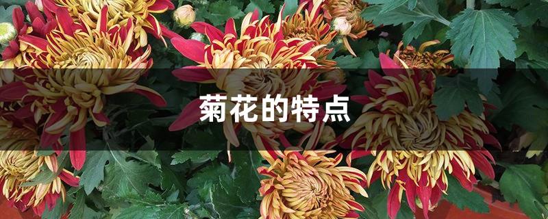 Characteristics of Chrysanthemums