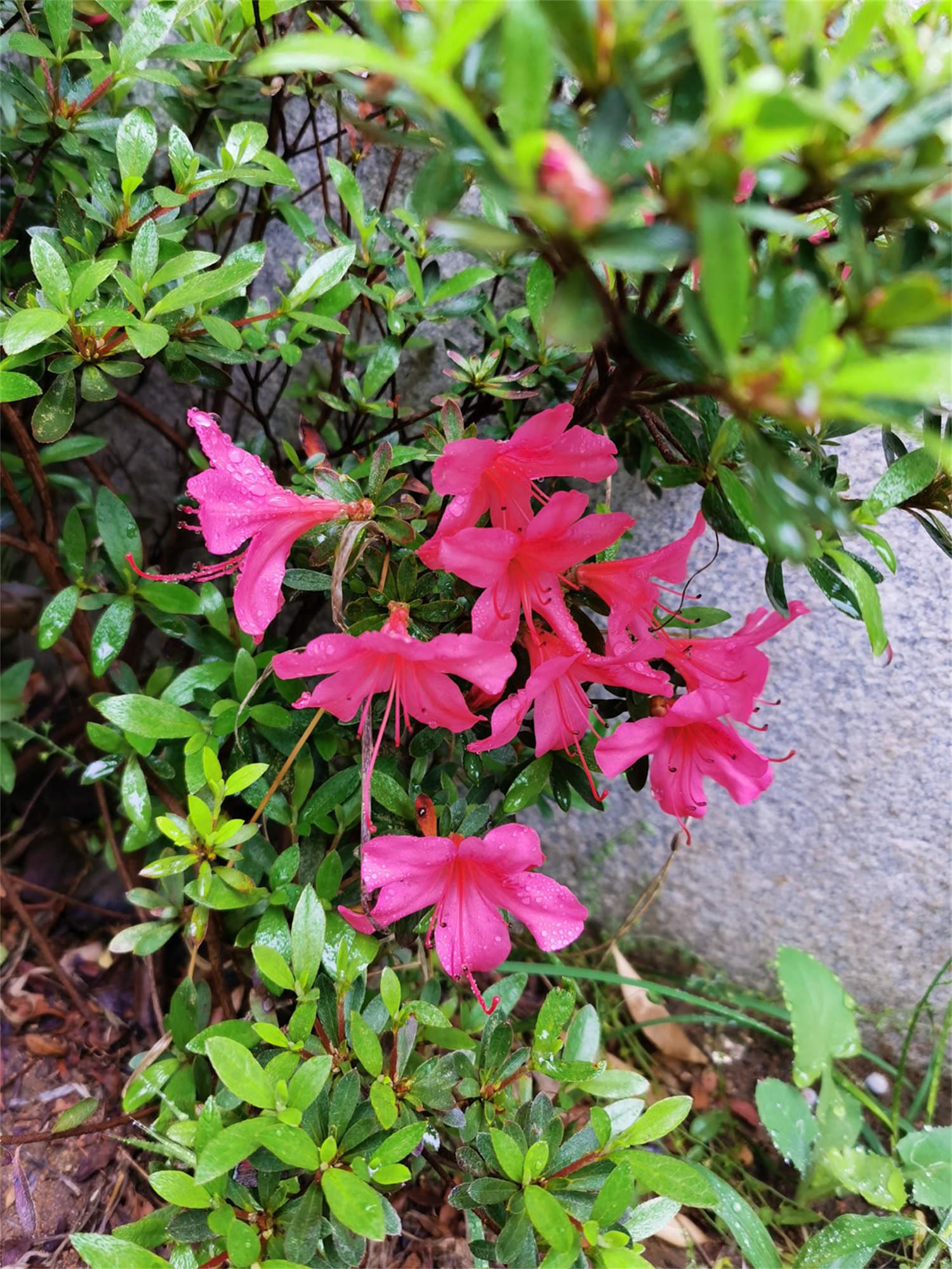 Azalea