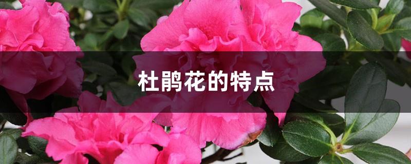 Characteristics of Rhododendron