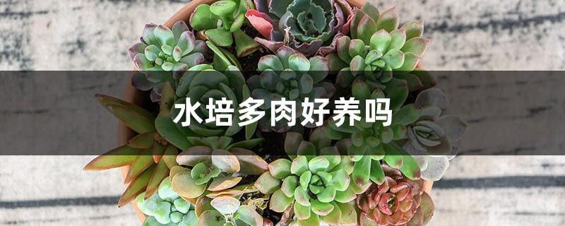 Are hydroponic succulents easy to grow?