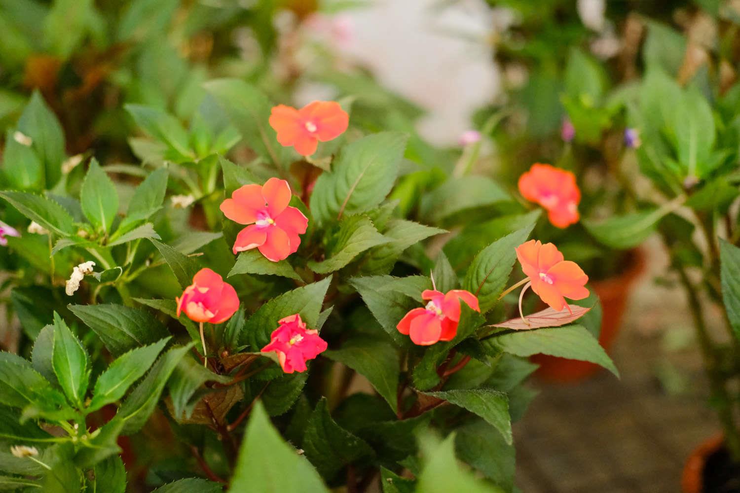 Impatiens