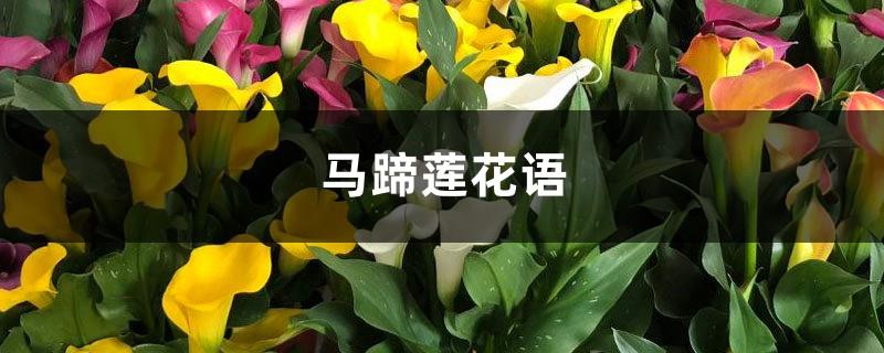 Calla Lily Flower Language