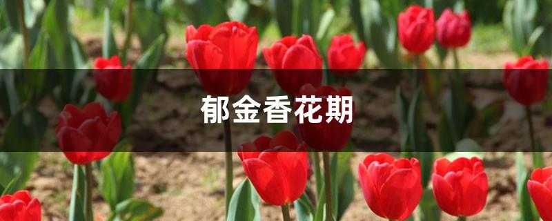Tulip Flowering Period